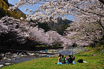 写真：平成24年度静岡県内の桜部門準特選2