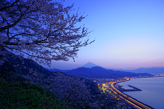写真：平成24年度富士山と桜部門入選1