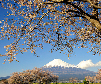 写真：平成24年度富士山と桜部門入選3