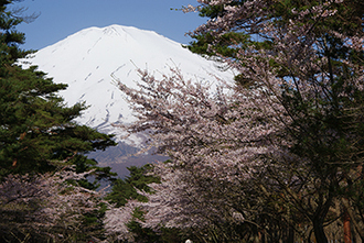 写真：平成24年度富士山と桜部門入選5