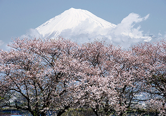 写真：平成24年度富士山と桜部門入選10