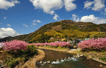 写真：平成24年度静岡県内の早咲き桜部門準特選1