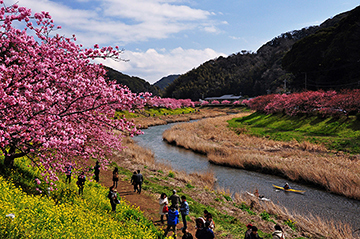 写真：平成24年度静岡県内の早咲き桜部門準特選2