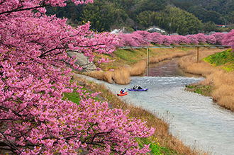 写真：平成24年度静岡県内の早咲き桜部門入選1