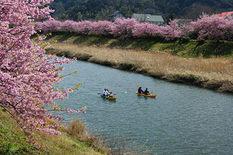 写真：平成24年度静岡県内の早咲き桜部門入選4