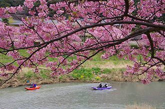 写真：平成24年度静岡県内の早咲き桜部門入選6