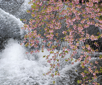 写真：平成24年度静岡県内の早咲き桜部門入選9