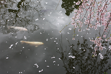 写真：平成25年度静岡県内の桜部門特選