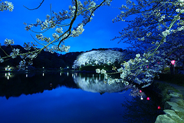 写真：平成25年度静岡県内の桜部門準特選1