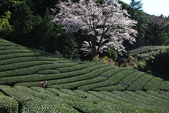 写真：平成25年度静岡県内の桜部門入選1