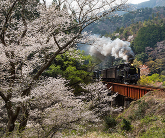 写真：平成25年度静岡県内の桜部門入選5