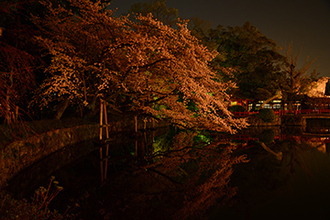 写真:平成26年度静岡県内の桜部門入選1
