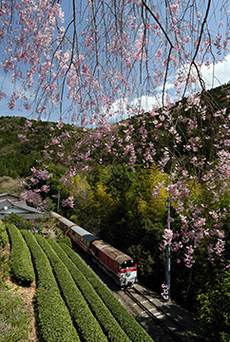 写真:平成26年度静岡県内の桜部門入選2