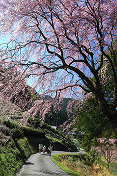 写真:平成26年度静岡県内の桜部門入選5