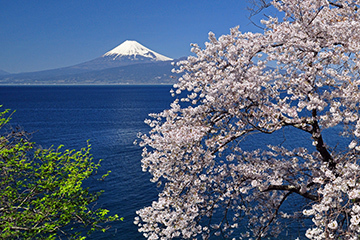 写真：平成26年度富士山と桜部門特選