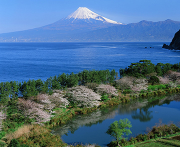 写真：平成26年度富士山と桜部門準特選1