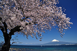 写真:平成26年度富士山と桜部門入選1