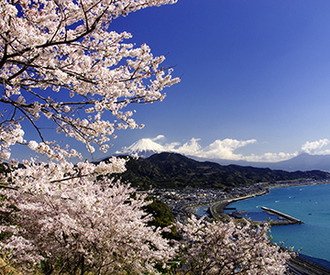 写真:平成26年度富士山と桜部門入選2