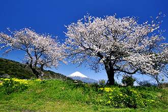 写真:平成26年度富士山と桜部門入選5