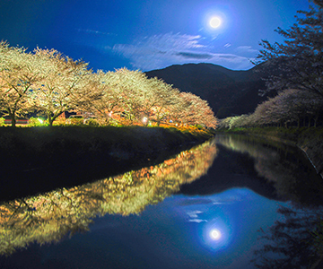 写真：平成27年度静岡県内の桜部門準特選2