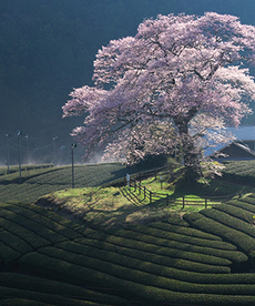 写真：平成27年度静岡県内の桜部門入選1