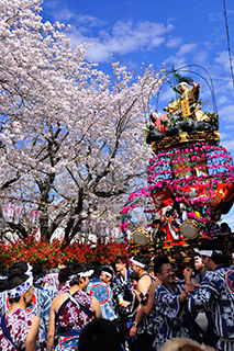 写真：平成27年度静岡県内の桜部門入選2