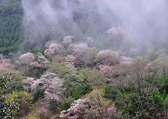 写真:平成27年度静岡県内の桜部門入選3