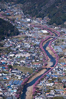 写真:平成27年度静岡県内の桜部門入選5