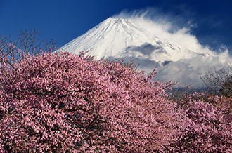 写真:平成27年度富士山と桜部門入選1