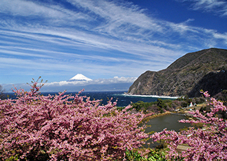 写真:平成27年度富士山と桜部門入選2
