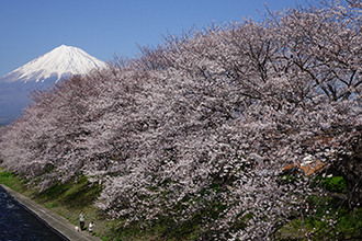 写真:平成27年度富士山と桜部門入選3