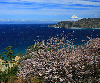 写真:平成27年度富士山と桜部門入選4