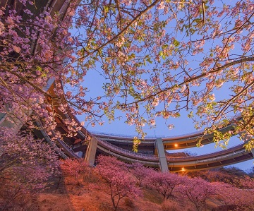 写真：平成28年度県内の桜部門準特選2