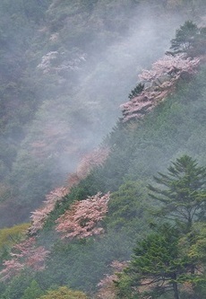 写真:平成28年度県内の桜部門入選1