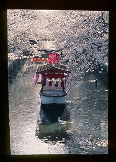 写真：平成28年度県内の桜部門入選2