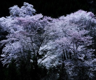 写真：平成28年度県内の桜部門入選3