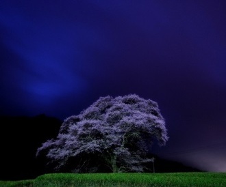 写真:平成28年度県内の桜部門入選4