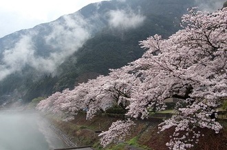写真:平成28年度県内の桜部門入選5