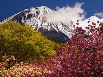 写真：平成28年度富士山と桜部門入選1