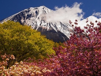 写真:平成28年度富士山と桜部門入選1
