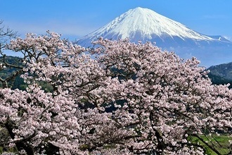 写真:平成28年度富士山と桜部門入選2