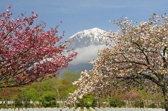 写真:平成28年度富士山と桜部門入選3