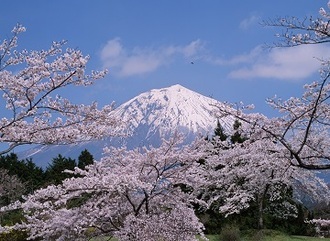 写真:平成28年度富士山と桜部門入選4