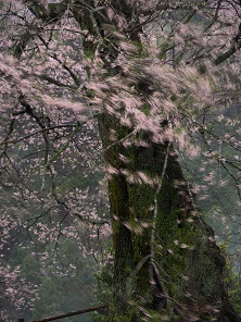 写真：平成29年度静岡県内の桜部門準特選2