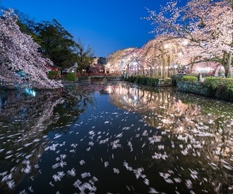 写真：平成29年度静岡県内の桜部門入選1