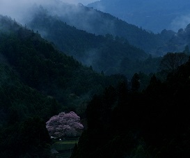 写真:平成29年度静岡県内の桜部門入選2