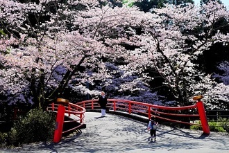 写真：平成29年度静岡県内の桜部門入選3