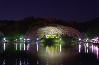 写真:平成29年度静岡県内の桜部門入選4