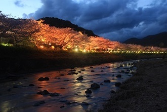 写真:平成29年度静岡県内の桜部門入選5
