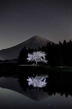 写真：平成29年度富士山と桜部門特選